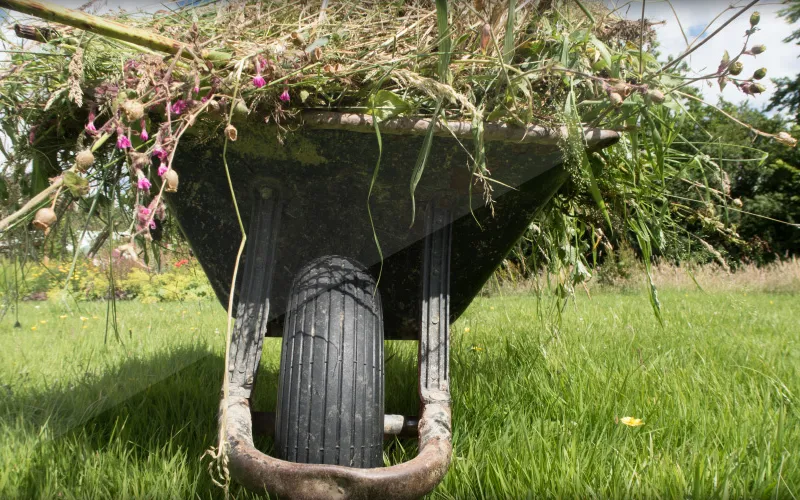 A wheelbarrow of garden cuttings